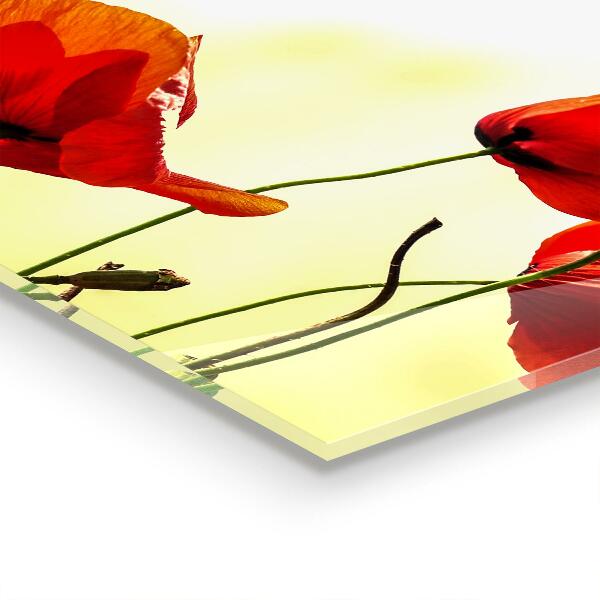 Sklenený obklad do kuchyne Poľná lúka s červenými makmi