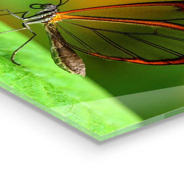 Sklenený obklad do kuchyne Motýľ na liste