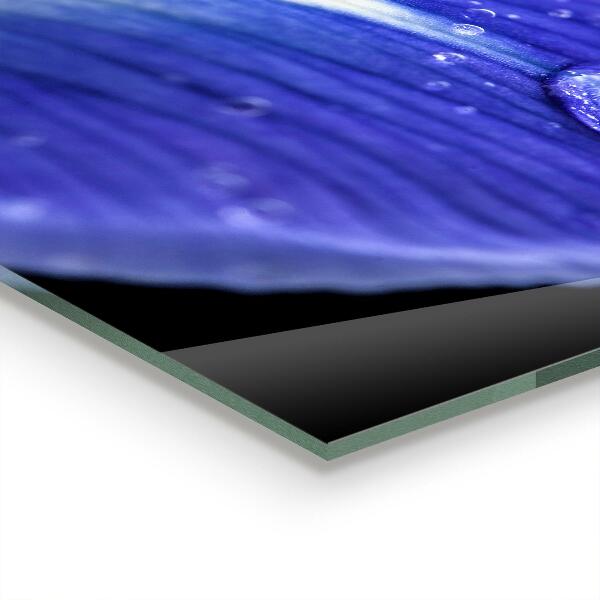 Nástenný panel  Kvet fialovej dúhovky