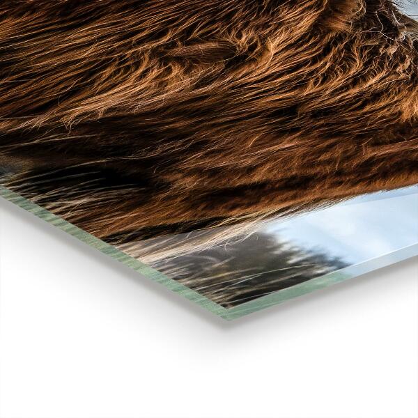 Sklenený obklad do kuchyne Highland boho krava