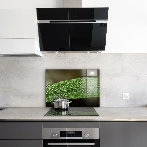 Nástenný panel  Zelený list po daždi