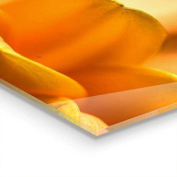 Nástenný panel  Gerber kvet