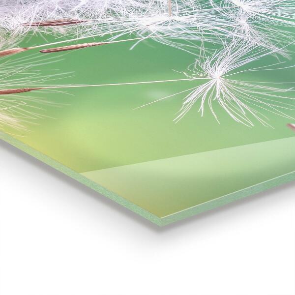 Nástenný panel  Púpava púpava vo vetre