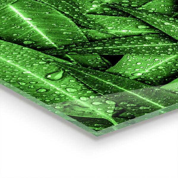 Nástenný panel  Zelené listy po daždi