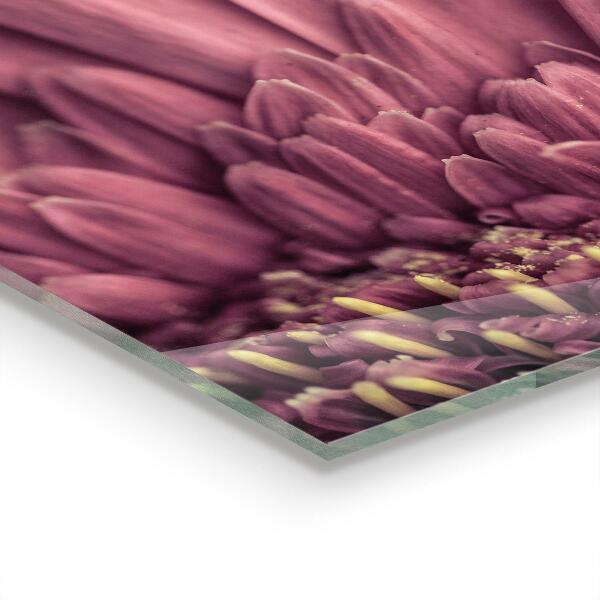 Nástenný panel  Kvet margaretka gerbera