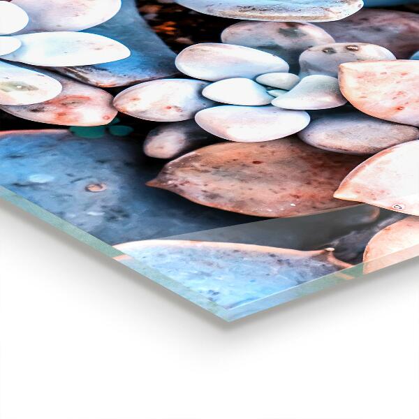 Nástenný panel  Farebné sukulenty