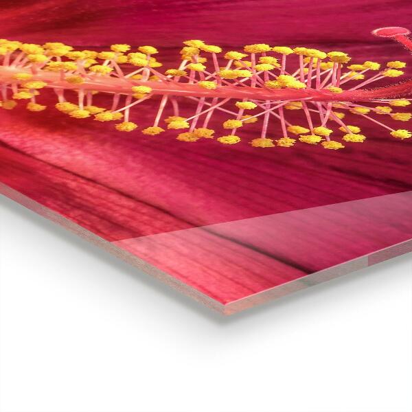 Nástenný panel  Ružový ibištek