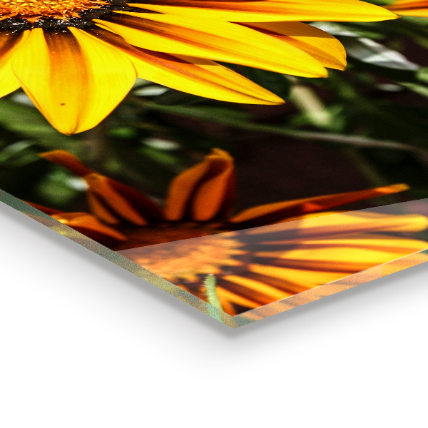 Nástenný panel  Žltý kvet na lúke