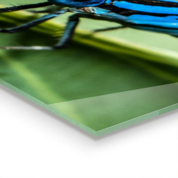 Sklenený obklad do kuchyne Vážka na liste