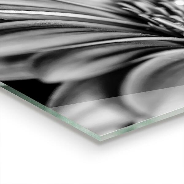 Nástenný panel  Čiernobiela fotografia gerber