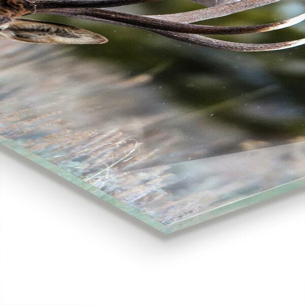 Sklenený obklad do kuchyne Deer wildlife